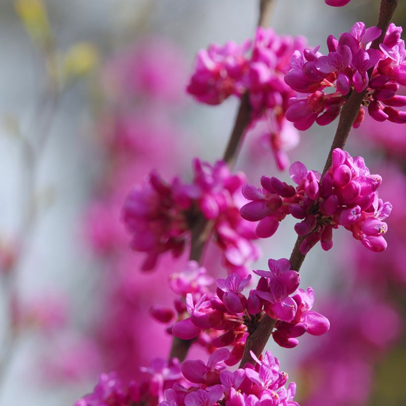 Juudaksenpuu (siemenet) - Cercis siliquastrum (Kukinta)