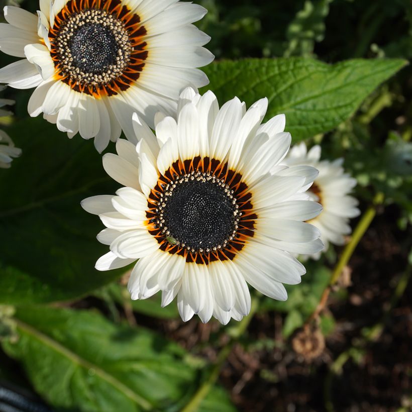 Venidium fastuosum Black and WHite (siemenet) (Kukinta)
