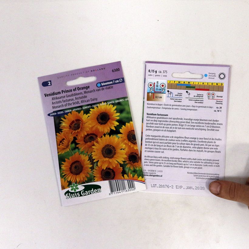 Esimerkki toimitetusta Hopeasilmä Prince of Orange (siemenet) per pack of 450 seeds (0,2g)-taimesta