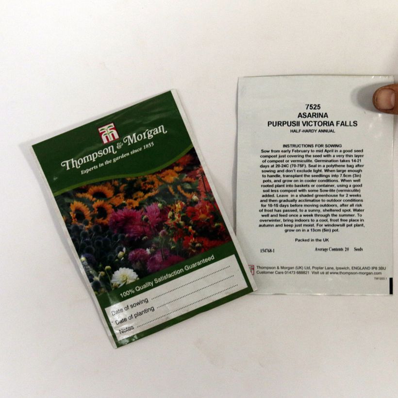 Esimerkki toimitetusta Sinipunavaula Victoria Falls (siemenet) per pack of 20 seeds-taimesta