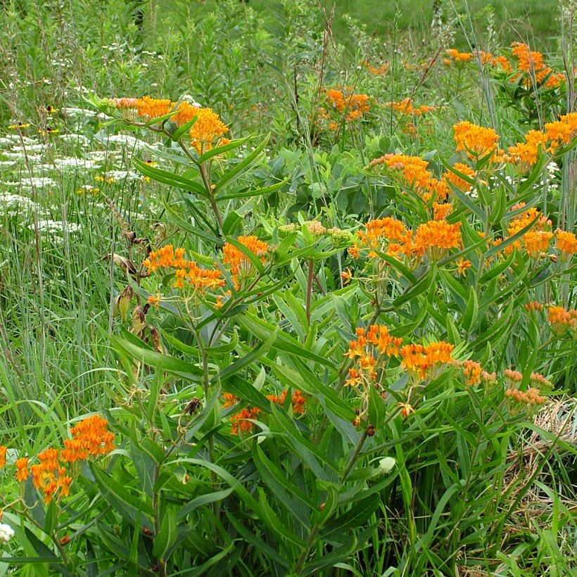 Karvasilkkiyrtti (siemenet) - Asclepias tuberosa (Kasvutapa)