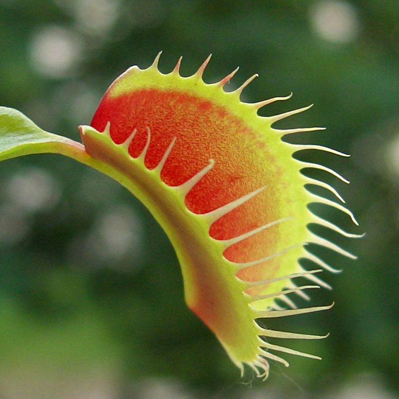 Kärpäsloukku (siemenet) - Dionaea muscipula (Lehvistö)