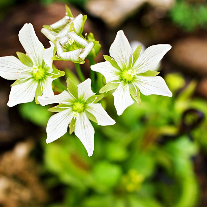 Kärpäsloukku (siemenet) - Dionaea muscipula (Kukinta)