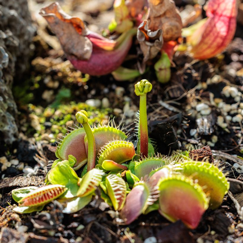 Kärpäsloukku (siemenet) - Dionaea muscipula (Kasvutapa)