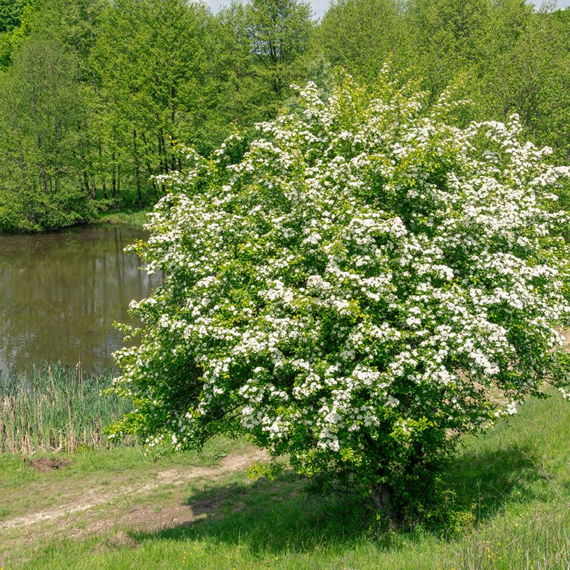 Tylppöorapihlaja (siemenet) - Crataegus monogyna (Kasvutapa)