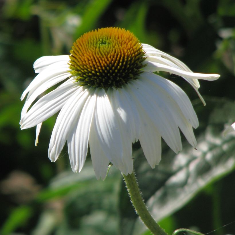 Kaunopunahattu White Swan (siemenet) (Kukinta)