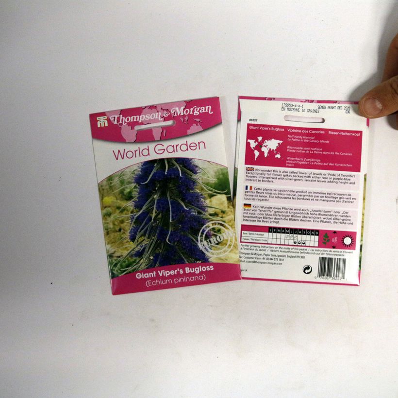 Esimerkki toimitetusta Huiskuneidonkieli (siemenet) - Echium pininana per pack of 10 seeds-taimesta