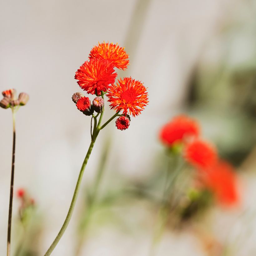 Emilia coccinea Scarlet Magic (siemenet) (Kukinta)
