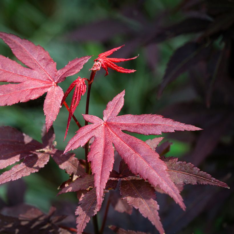 Verijapaninvaahtera Atropurpureum (siemenet) (Lehvistö)