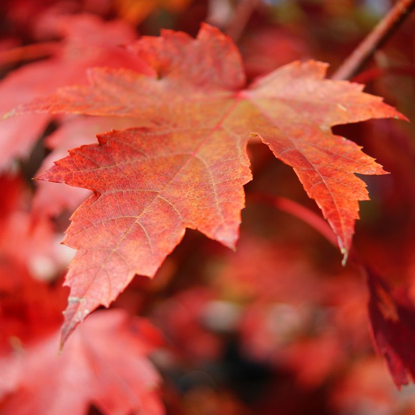 Punavaahtera (siemenet) - Acer rubrum (Lehvistö)