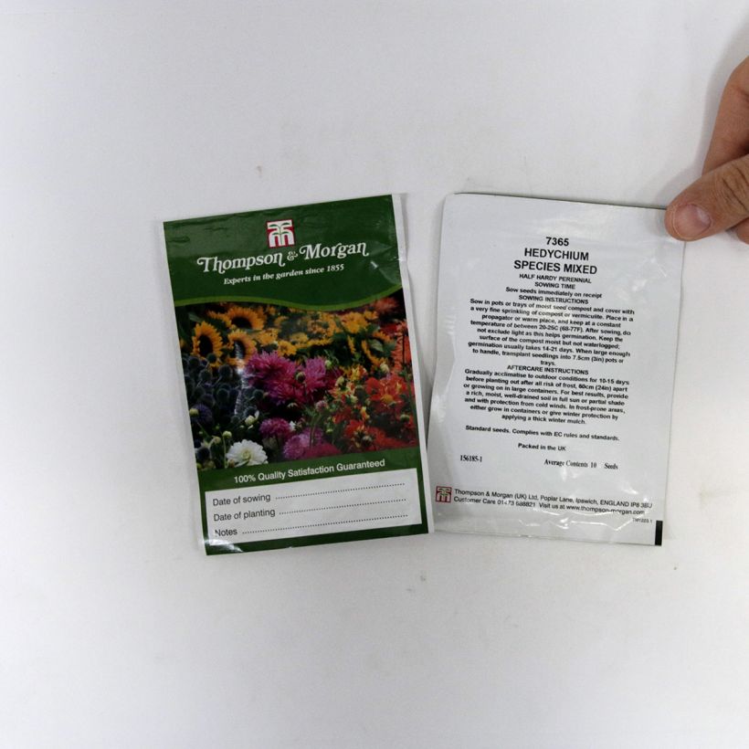 Esimerkki toimitetusta Keltatuoksuinkivääri Species Mixed (siemenet) per pack of 10 seeds-taimesta