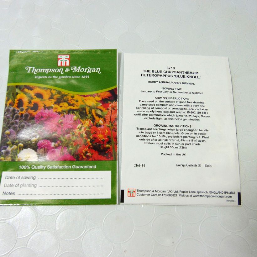Esimerkki toimitetusta Heteropappus meyendorffii Blue Knoll (siemenet) per pack of 50 seeds-taimesta