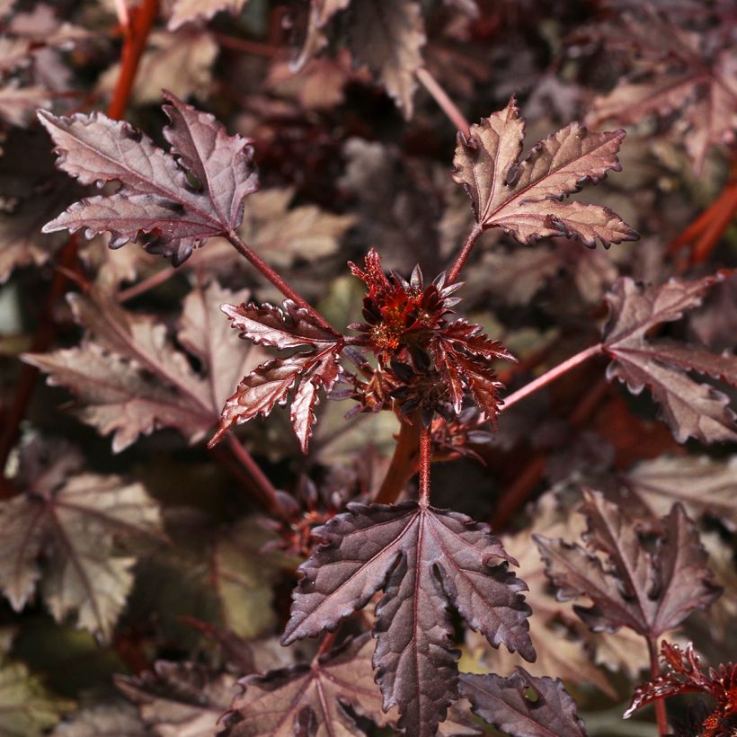 Verihibiskus Mahogany Splendor (siemenet) (Lehvistö)