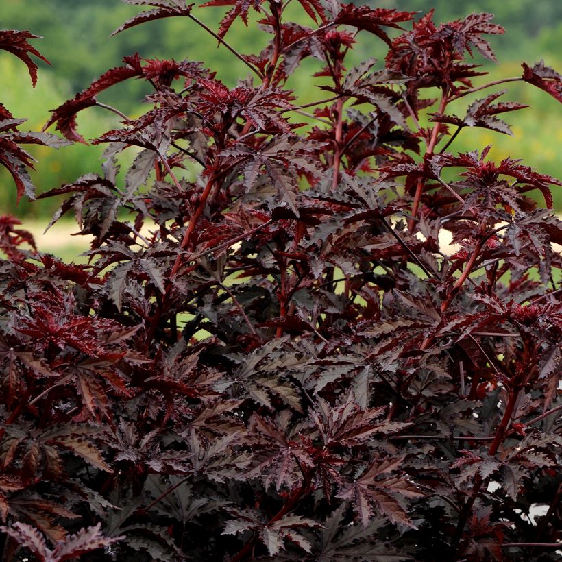 Verihibiskus Mahogany Splendor (siemenet) (Kasvutapa)