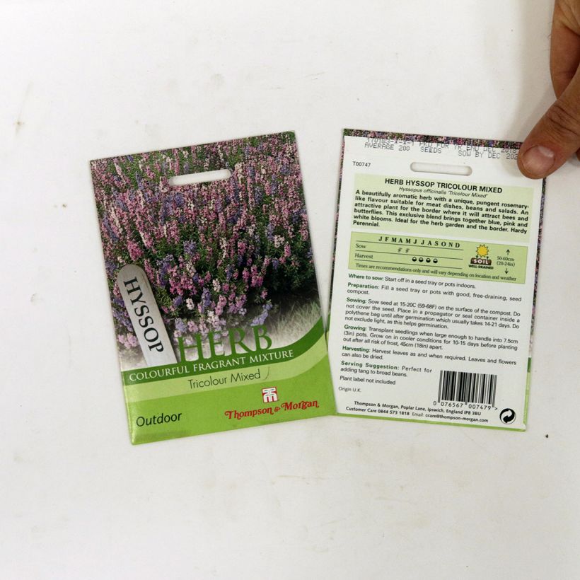 Esimerkki toimitetusta Iisoppi Tricolour Mixed (siemenet) per pack of 200 seeds-taimesta