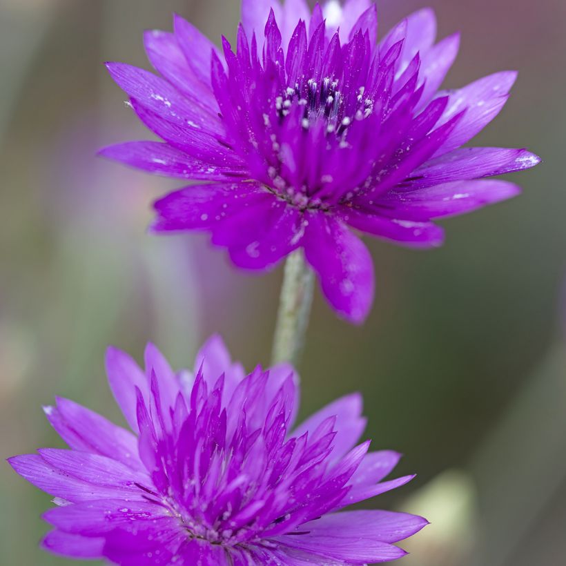 Isopaperikukka Superbissimum Purpureum (siemenet) (Kukinta)