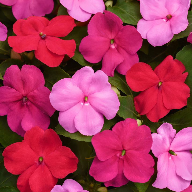 Ahkeraliisa Otway Mix (siemenet) (Kukinta)