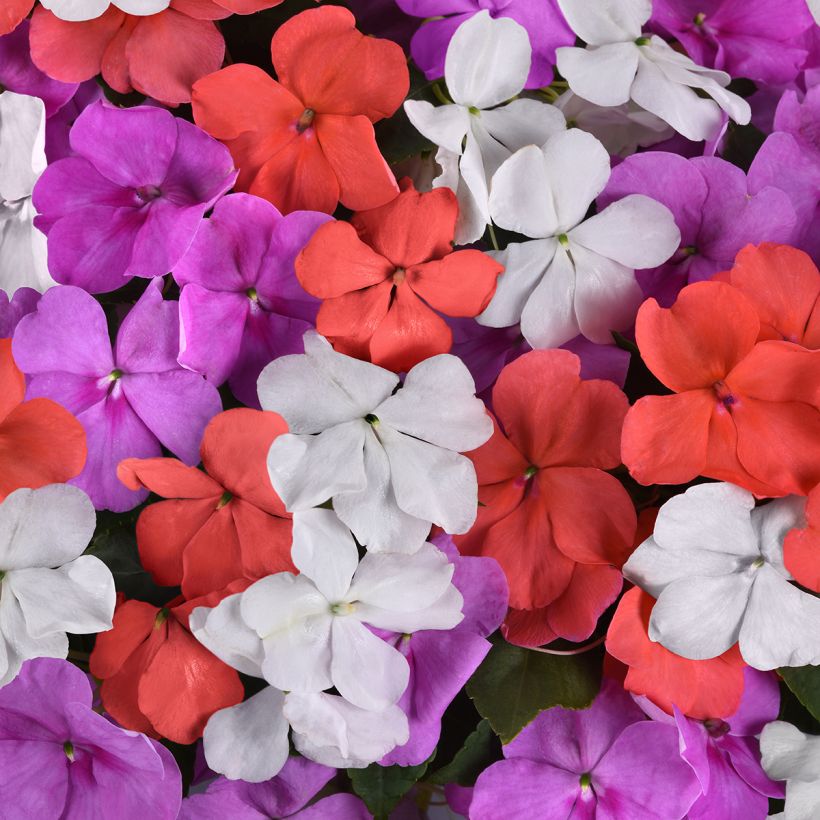 Ahkeraliisa Pearl Island Mix (siemenet) (Kukinta)