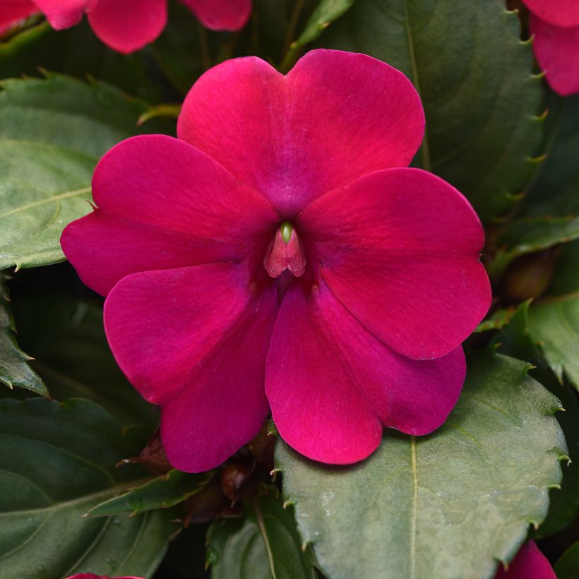 Ahkeraliisa Magenta Bliss (siemenet) (Kukinta)