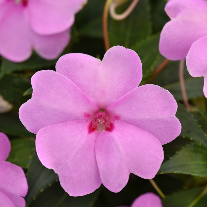 Ahkeraliisa XL Lilac Spark (siemenet) (Kukinta)