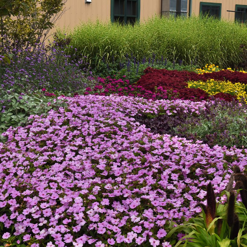 Ahkeraliisa XL Lilac Spark (siemenet) (Kasvutapa)