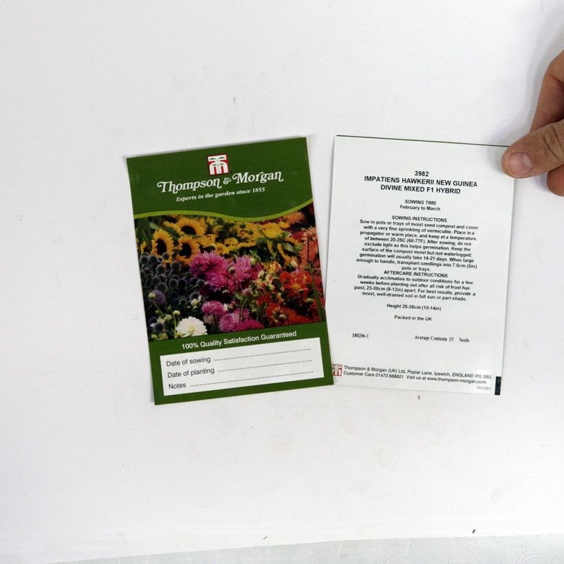 Esimerkki toimitetusta Sateenkaaripalsami Divine Mixed (siemenet) per pack of 15 seeds-taimesta