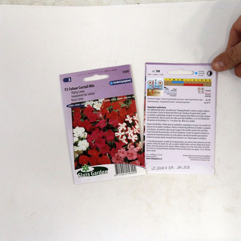 Esimerkki toimitetusta Ahkeraliisa F2 Colour Cocktail (siemenet) per pack of 100 seeds (0,07g)-taimesta