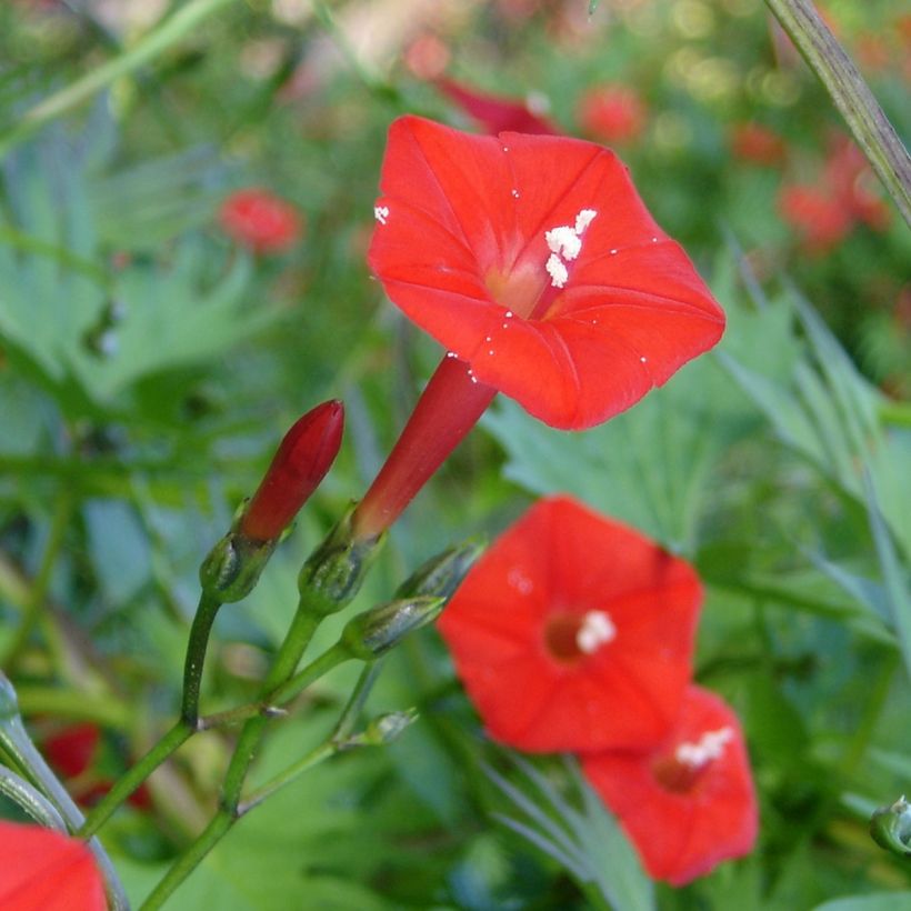 Elämänlanga Cardinal Climber (siemenet) (Kukinta)