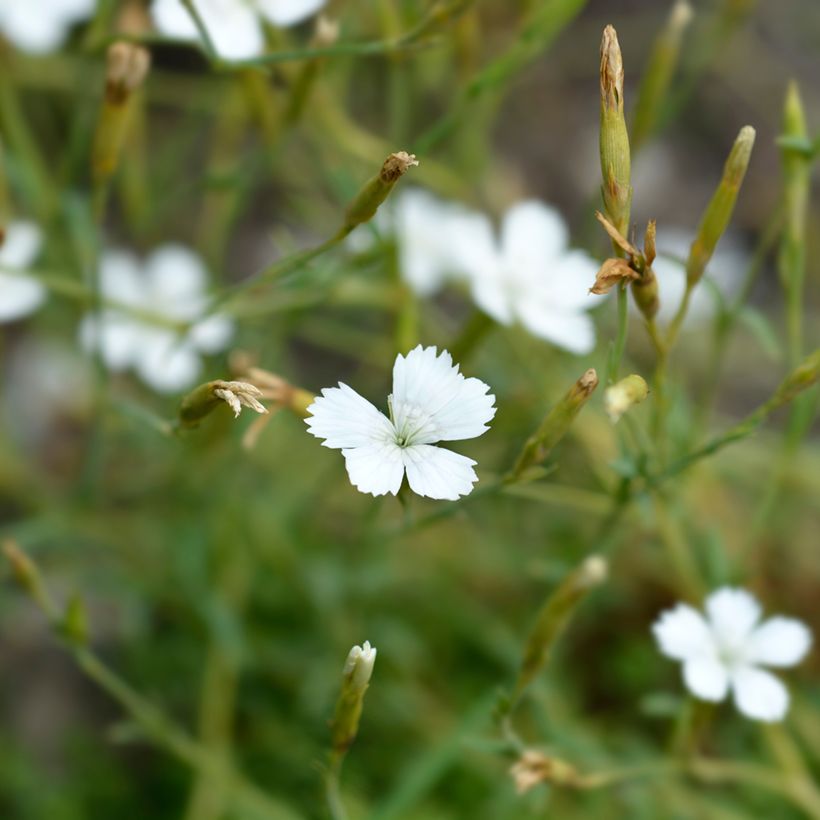 Ketoneilikka Albus (siemenet) (Kukinta)
