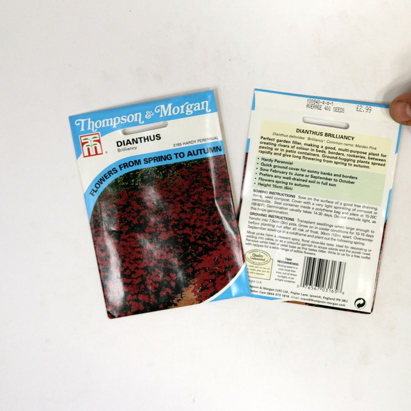 Esimerkki toimitetusta Ketoneilikka Brilliancy (siemenet) per pack of 400 seeds-taimesta