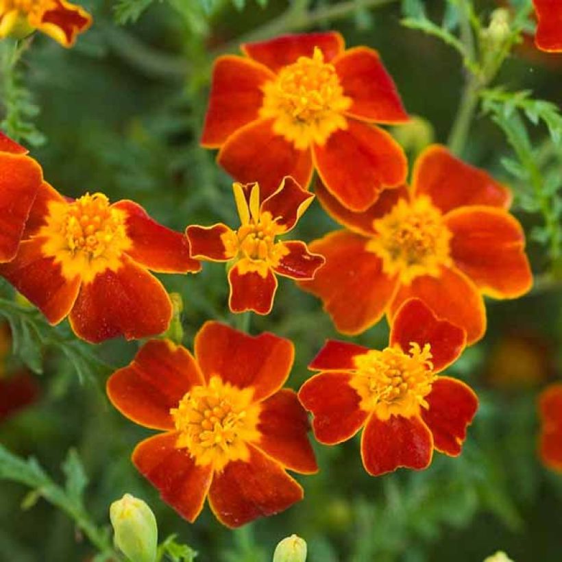 Kääpiösamettikukka Paprika (siemenet) (Kukinta)