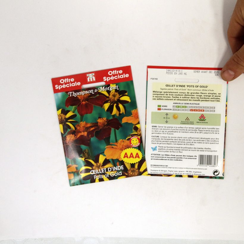 Esimerkki toimitetusta Ryhmäsamettikukka Pots of Gold (siemenet) per pack of 50 seeds-taimesta