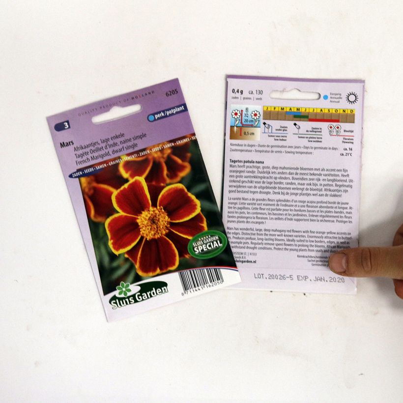 Esimerkki toimitetusta Ryhmäsamettikukka Mars (siemenet) per pack of 130 seeds-taimesta