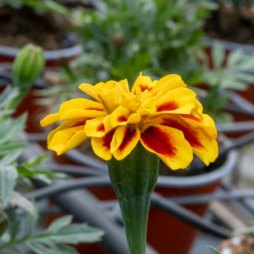 Ryhmäsamettikukka Durango Bee F1 Hybrid (siemenet) (Kukinta)