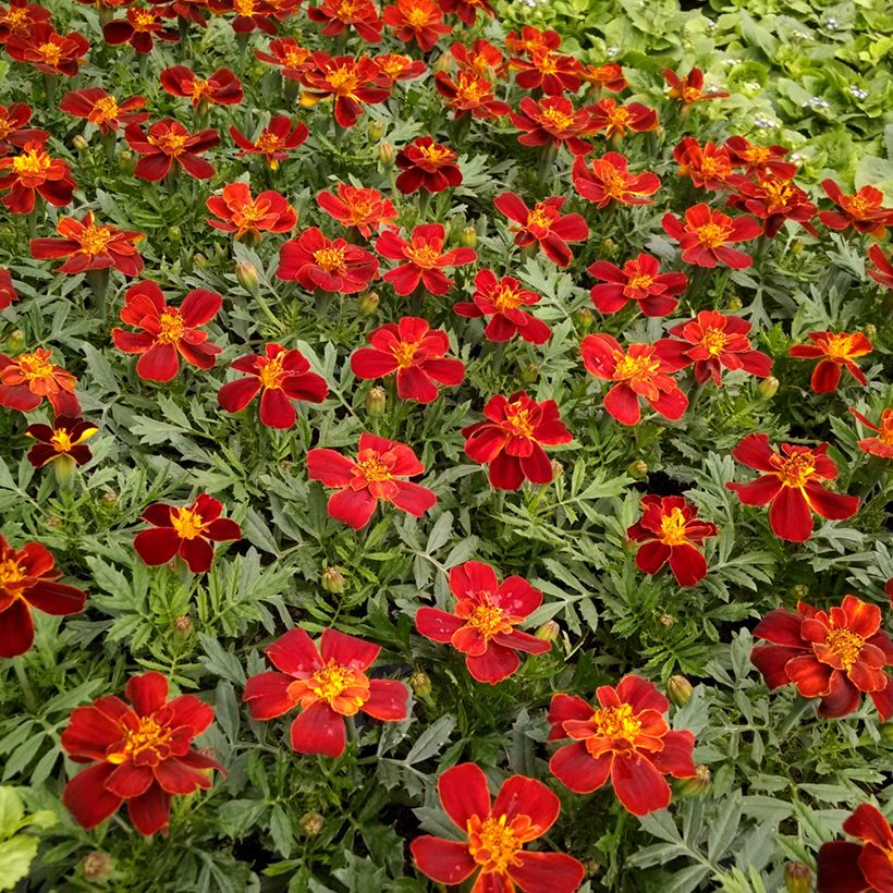 Ryhmäsamettikukka Durango Red (siemenet) (Kukinta)