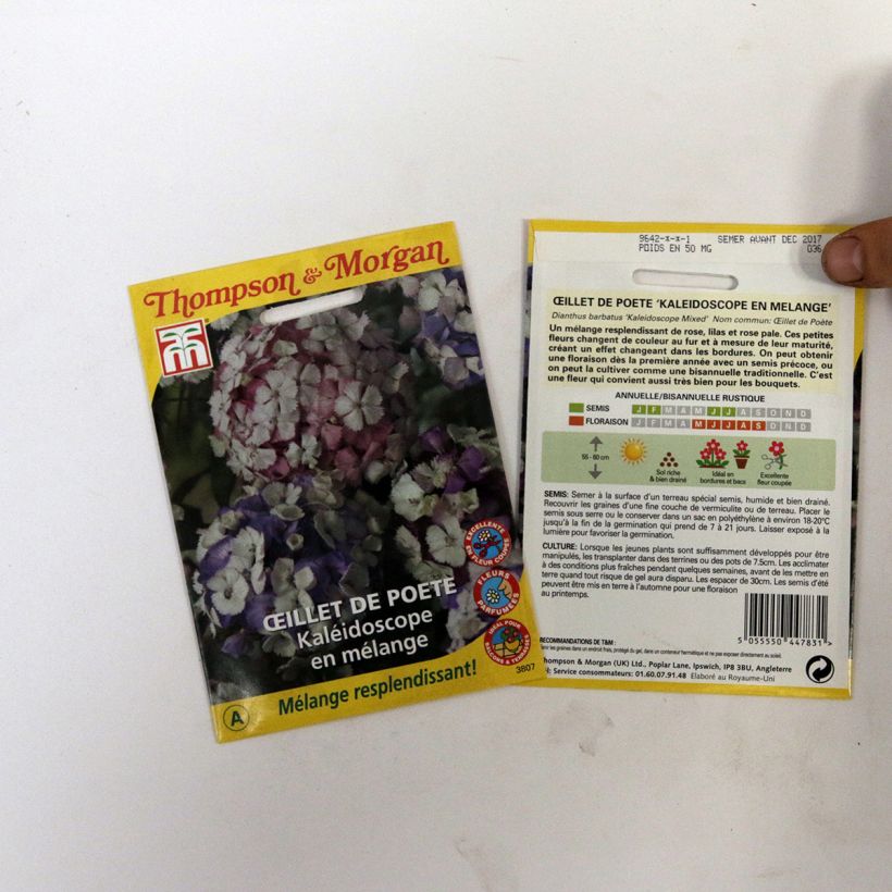 Esimerkki toimitetusta Harjaneilikka Kaleidoscope Mixed (siemenet) per pack of 40 seeds-taimesta