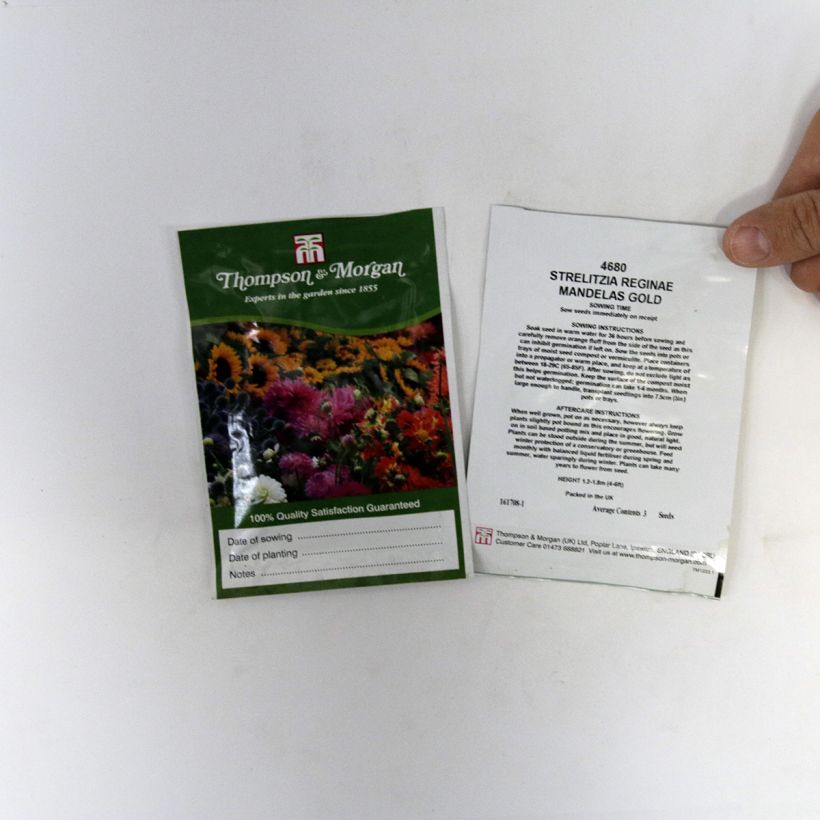 Esimerkki toimitetusta Helokolibrikukka Mandela’s Gold (siemenet) per pack of 3 seeds-taimesta
