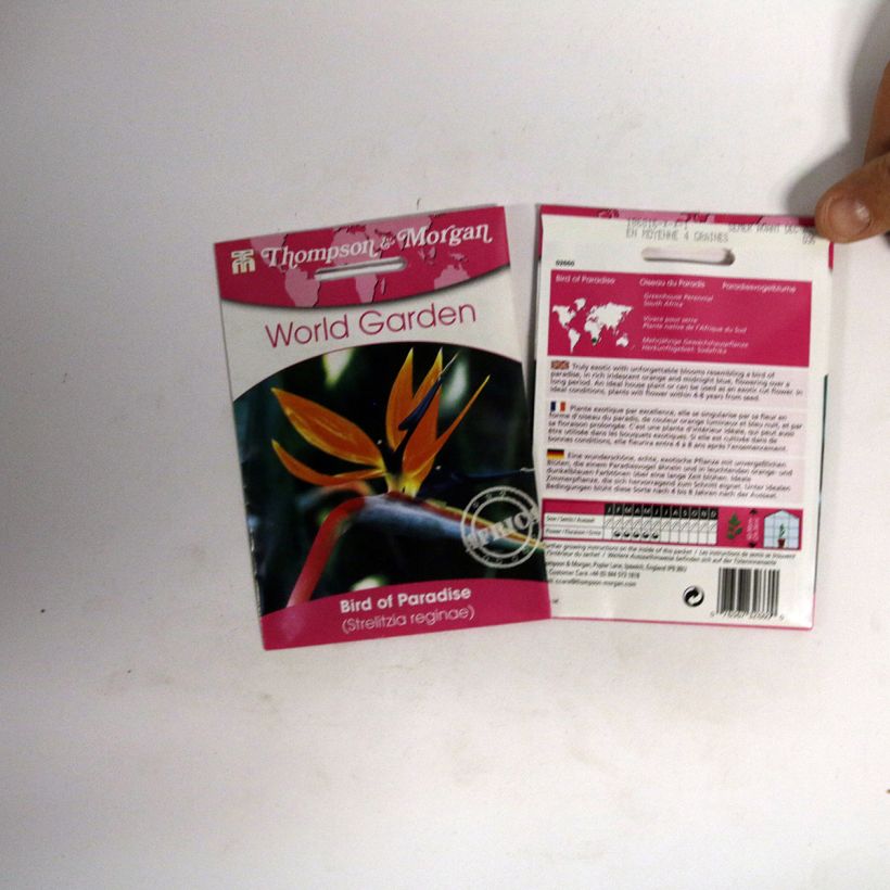 Esimerkki toimitetusta Helokolibrikukka Humilis (siemenet) per pack of 4 seeds-taimesta