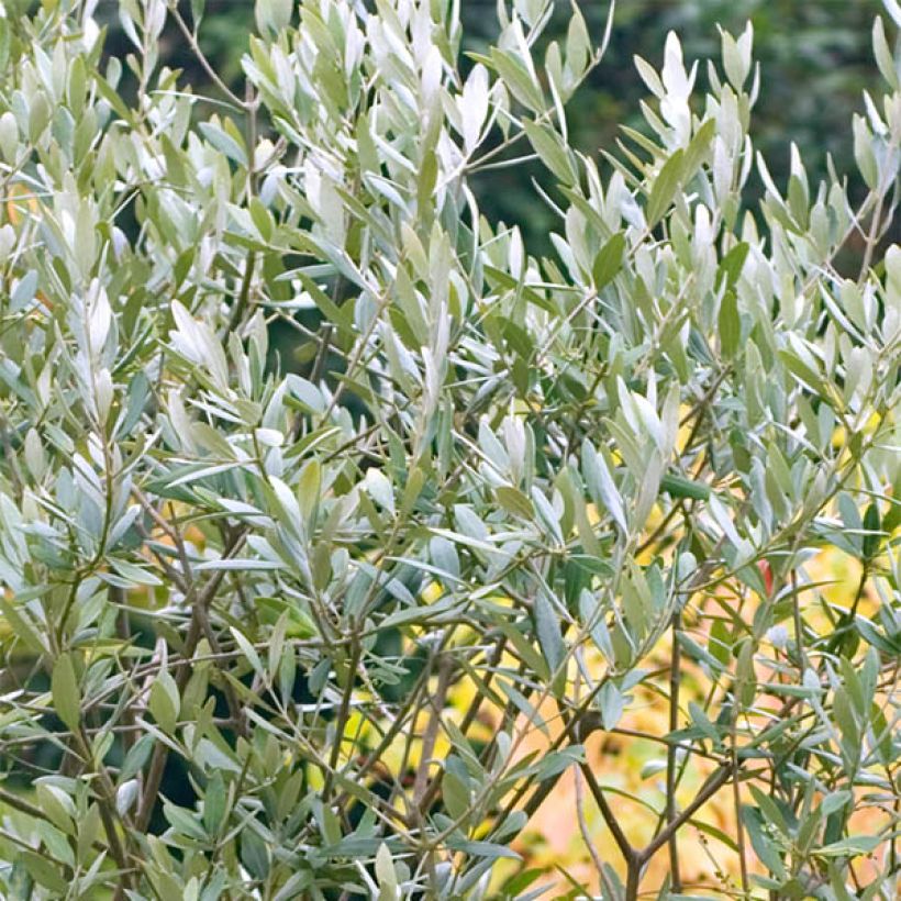 Öljypuu (siemenet) - Olea europaea (Lehvistö)