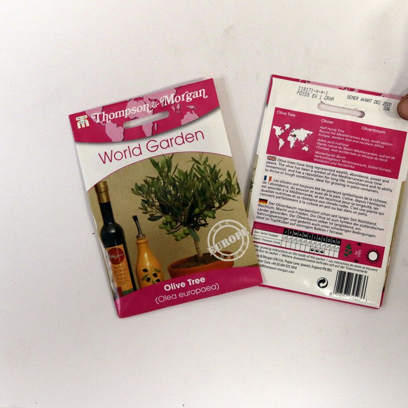 Esimerkki toimitetusta Öljypuu (siemenet) - Olea europaea per pack of 25 seeds-taimesta
