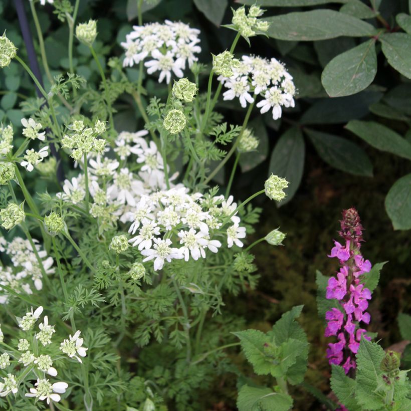 Orlaya grandiflora (siemenet) (Kasvutapa)
