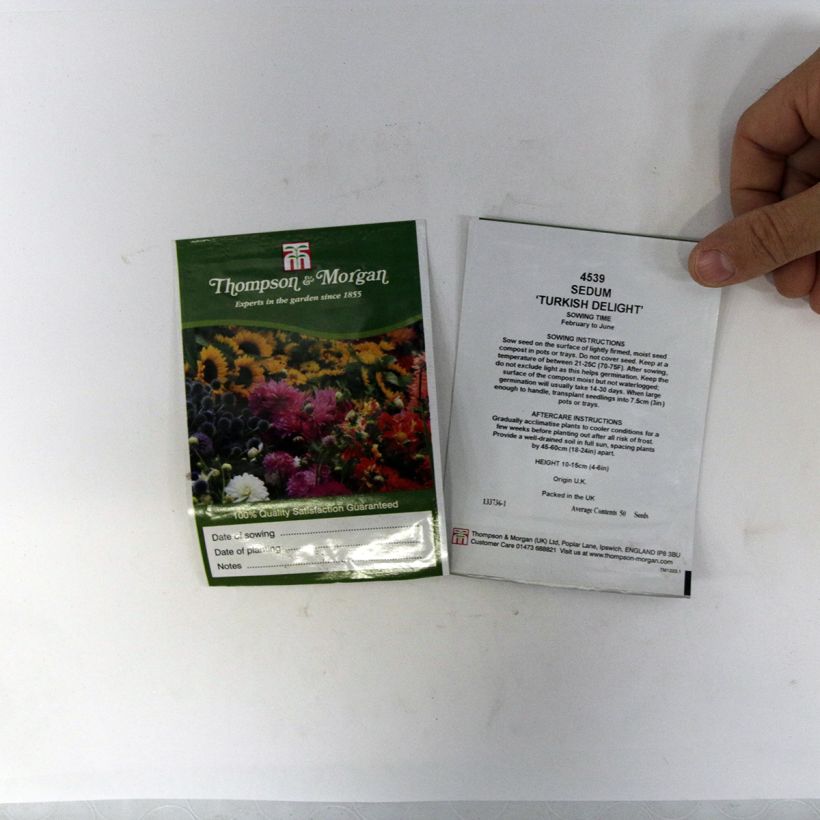 Esimerkki toimitetusta Syysmaksaruoho Turkish Delight (siemenet) per pack of 50 seeds-taimesta