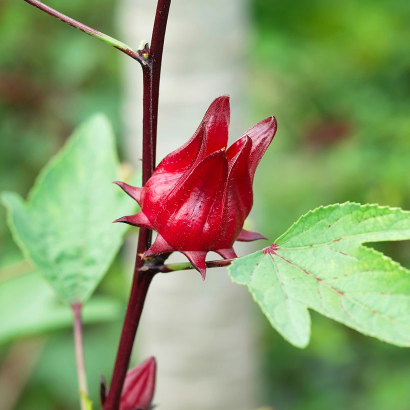 Teehibiskus (siemenet) - Hibiscus sabdariffa (Sadonkorjuu)