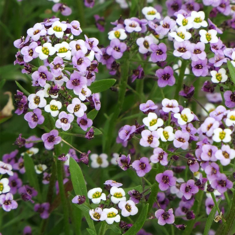Tuoksupielus Royal Carpet (siemenet) (Kukinta)
