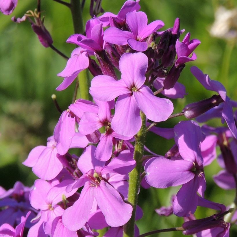 Illakko (siemenet) - Hesperis matronalis (Kukinta)