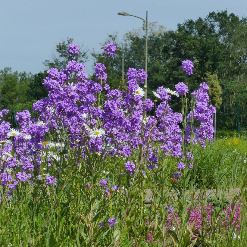 Illakko (siemenet) - Hesperis matronalis (Kasvutapa)
