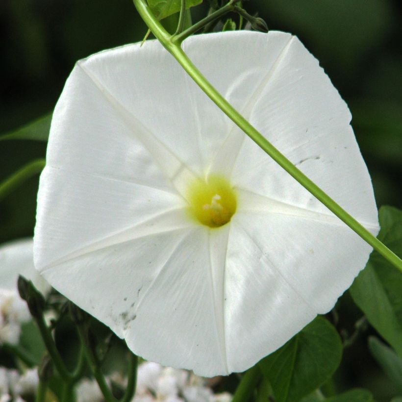 Kuuelämänlanka (siemenet) - Ipomoea alba (Kukinta)