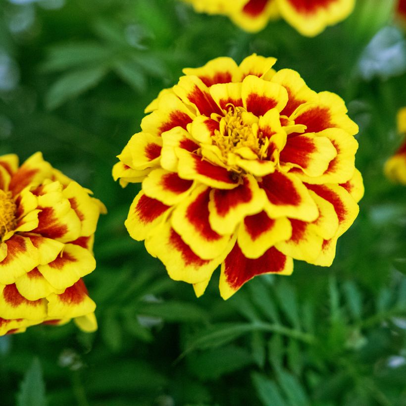 Isosamettikukka Mango Tango (siemenet) (Kukinta)