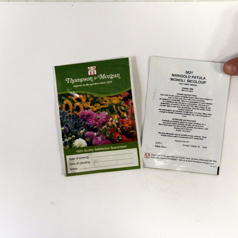 Esimerkki toimitetusta Ryhmäsamettikukka Mowgli Bicolour (siemenet) per pack of 60 seeds-taimesta