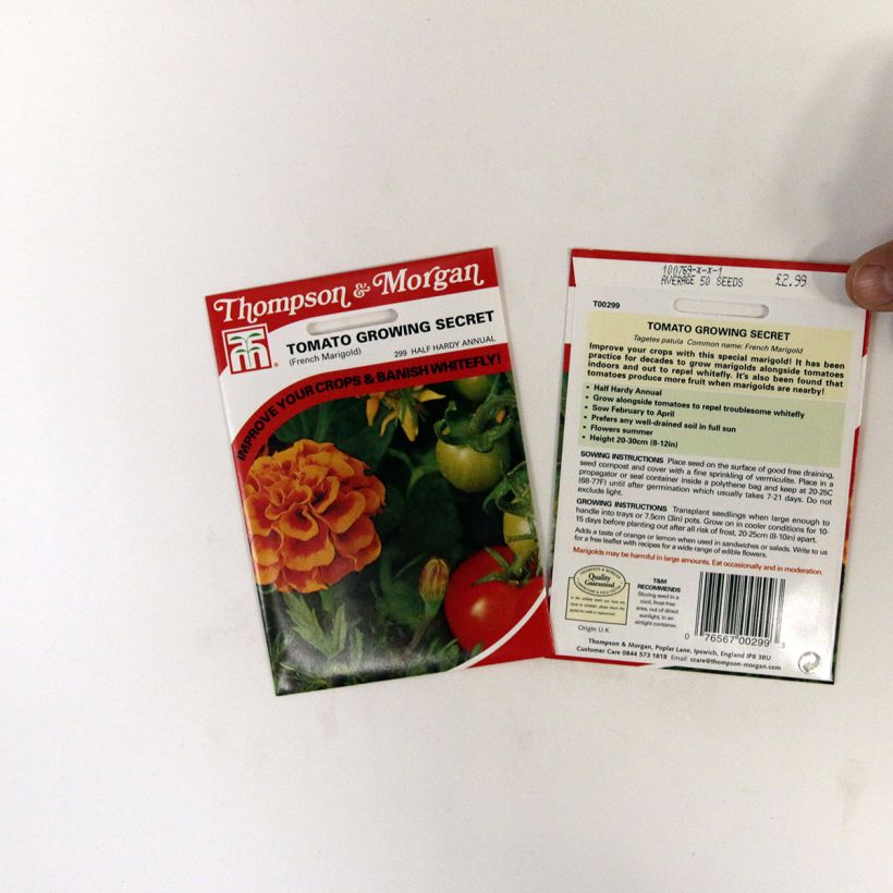 Esimerkki toimitetusta Ryhmäsamettikukka Tomato Growing Secret (siemenet) per pack of 50 seeds-taimesta